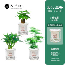 步步高升植物 商品搜索 京东