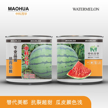中科茂华 瓜果种子 中科六号西瓜种子替代8424麒麟西瓜种子 抗裂不炸瓜 皮色发白瓤色桃红含糖14度 西瓜种子60克（约1020粒）