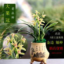 兰花苗金边建兰四季兰大果冠浓香花卉办公室内绿植盆栽易开花易活 大果冠 2苗连体 壮苗 送土