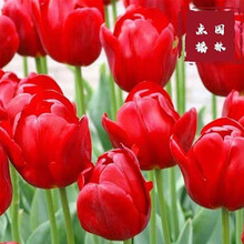 点播园林 进口荷兰郁金香耐寒种球家庭园艺盆栽公园绿化郁金香种球 Y2+肥料+8个种球