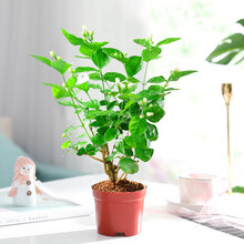 蝴蝶之舞 茉莉花盆栽花卉爬藤风车茉莉植物四季开花不断花苗带花苞好养绿植 独杆茉莉花