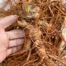 新鲜三七鲜田七500g云南文山特级三七头煲汤料泡酒料多规格 新鲜三七【7头500克】