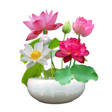 元井汇 碗莲种子花草野花种子水培植物花种子四季开花室内水养盆栽水培碗莲荷花 约30粒+盆+荷塘泥 混色约30粒碗莲种子套餐