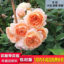 蔷薇花苗爬藤月季花苗特大玫瑰植物花卉盆栽庭院别墅爬墙四季开花 王妃(大花四季)1.3-1.5米 不含盆