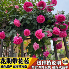 蔷薇花苗藤本月季大花浓香庭院爬藤植物花卉盆栽阳台玫瑰爬墙四季JY 大游行【大花四季循环开】 带盆栽好