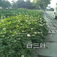 草坪种子四季青草籽庭院耐寒耐踩狗牙根高羊茅百慕大护坡绿化种籽剪股颖结缕草草籽颉铮 白三叶草护坡型种子一斤