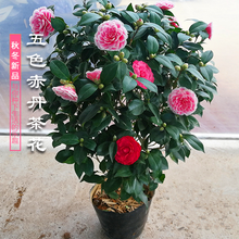 盆栽茶花苗 四季香妃茶花盆栽带花苞浓香型庭院室内好养五色赤丹树苗花卉植物 精品五色茶花 五色茶花(强力推荐) 5年苗