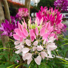 一播大地  醉蝶花种子粉色 观赏花卉庭院种植花种子花籽阳台盆栽 醉蝶花种子混色50克