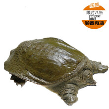 现杀新鲜甲鱼水鱼王八真空包装鲜活杀好食用开袋即煮 新鲜甲鱼2.5斤现杀真空包装