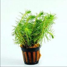 [京选推荐]【真水草】鱼缸【好养】活体植物造景迷你皇冠蜈蚣绿菊真水草 南极杉10支+固定瓷环