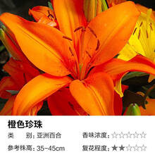 现货 百合种球进口亚洲百合花种子LA 矮生多花阳台庭院盆栽四季种 橙色珍珠14-16cm 其他