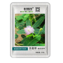 蔬菜种子 青菜番茄种籽 小葱草莓家庭四季蔬菜种子 阳台庭院种植超甜圣女果菜籽 含羞草10g