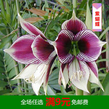 双龙荷兰朱顶红种球单瓣超大带花盆栽室内外花卉植物四季开花 紫蝴蝶【买】 15-16cm