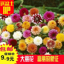 波思菊红枫花种子花种四季开花室内易活花卉盆栽花草植物花籽花种籽子 重瓣大丽花200粒+盆+土+肥