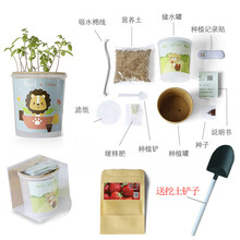 科学观察六一礼物儿童种植小盆栽植物罐头花盆栽幼儿园创意迷你DIY小花农 西红柿+挖土铲子