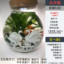 微景观生态瓶观赏鱼虾好养活 真水草迷你桌面小鱼缸DIY作业礼物生态瓶微景观水族箱造景斗鱼缸韩锦生态瓶 白天鹅白沙河沙大号