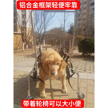 狗狗后腿残疾助力车瘫痪犬老年犬轮椅拉布拉多阿拉斯加金毛四轮狗轮椅残疾狗车大型犬 XXL型（用于体重：30-40公斤） 金毛，拉布拉