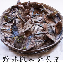 整枝灵芝林下椴木紫芝林芝草紫灵芝整朵250g