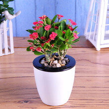 世纪奥桥玫瑰美人菊铁海棠仙客来虎刺梅绿植盆栽花卉办公室内客厅花卉植物盆栽盆景带自动吸水盆 铁海棠【自动吸水花盆】