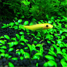 水草种子鱼缸装饰造景水草种籽套餐四季草缸活体淡水植物草泥懒人 01号矮珍珠6000粒+营养液1瓶