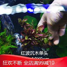 水族箱鱼缸造景套餐水草植物新手活体真水草植物懒人水草沉木水榕 单头沉木红波