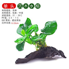 造景沉木水草沉木水榕沉木莫斯 活体水草莫丝树成品热带鱼缸装饰天然 活体成品莫斯树 玩家宝贝鱼缸装饰 1头水榕