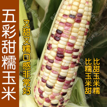 五彩甜糯粘玉米种子 又甜又糯特好吃高产 春夏秋四季播蔬菜籽大田 五彩甜糯玉米500克