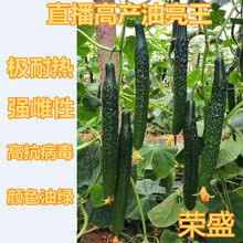 黄瓜种子荷兰强雌耐热水黄瓜种籽青瓜油亮绿瓤短把高产卓越一号 荣盛20粒分装