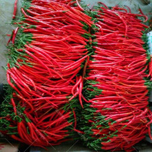 辣椒种籽孑高产超辣食用特大线椒种子苗南方种四季种植 二荆条辣椒200粒X2包