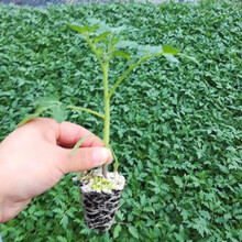普罗旺斯番茄种子西红柿种籽草莓番茄苗沙瓤产量高口感好酸甜 粉水晶番茄苗20棵