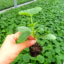 黄瓜种子荷兰强雌耐热水黄瓜种籽青瓜油亮绿瓤短把高产卓越一号 嫁接黄瓜苗50棵