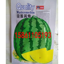 早熟礼品特小凤黄心瓤小西瓜种子甜王麒麟种籽春四季高产水果家庭 金蜜黄帅原包装