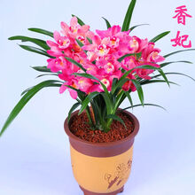 花卉四季兰花盆栽室内批发浓香型植物名贵变色龙兰花包活绿植 精品香妃 1苗连体不包活