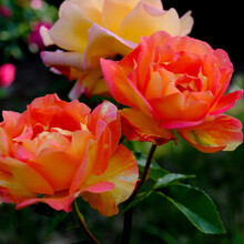 【买二送一】月季花苗当年开花爬藤特大花盆栽地载花苗庭院藤本植物欧月蔷薇玫瑰金丝雀 火焰【不爬藤】