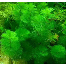 水草种子鱼缸装饰造景水草种籽套餐四季草缸活体淡水植物草泥懒人 17号金鱼6000粒+营养液1瓶