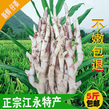 现挖现发 湖南江永香姜 仔姜 嫩姜 子姜 新鲜醋泡姜 5斤