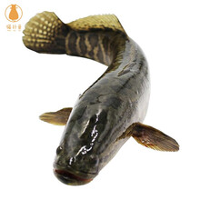 猫扑鱼 微山湖黑鱼 新鲜鲜活乌鱼 月子炖汤术后滋补淡水鱼 黑鱼一斤一条（活鱼现杀）