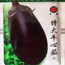 特大牛心茄种子 罐茄种籽 紫把紫黑色茄子种子高产大面积种植 特大牛心茄1000粒分装