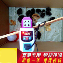 小鸡保温箱自动控温鹦鹉宠物保温灯加热灯保暖灯育雏鹌鹑育雏箱 尊享版智能控温加热设备照明