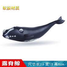 仿真软胶海洋动物模型鲨鱼玩具鲸鱼蓝鲸锤头鲨海底世界儿童礼物 露脊鲸