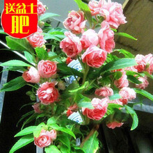 波思菊红枫花种子花种四季开花室内易活花卉盆栽花草植物花籽花种籽子 重瓣凤仙200粒+盆+土+肥