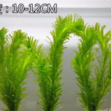 [京选推荐]【真水草】鱼缸【好养】活体植物造景迷你皇冠蜈蚣绿菊真水草 蜈蚣水草20支+固定瓷环