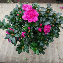 4年大苗 带盆带土带花苞比利时杜鹃花苗盆栽花卉植物室内客厅阳台绿色植物盆景盆栽庭院盆栽花苗 紫杜鹃1盆苗