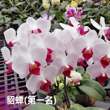 佛山基地2.8寸杯带花剑蝴蝶兰花苗中苗办公室兰花部分品种有花苞采缇 白花红芯3.0寸花苞或开花 不含盆