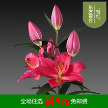 浓香香水百合花种球盆栽花卉种子重瓣多花苞室内阳台庭院四季开花 特红 12+