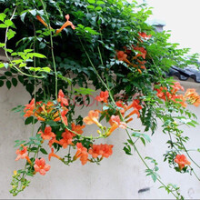 凌霄花苗凌霄花室内外栽种四季炮仗花苗美国凌霄爬藤植物庭院别墅绿化苗盆栽地栽攀援花卉耐热耐寒当年开花 凌霄6年苗2公分 不含盆