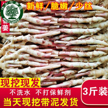江永香姜新鲜3斤装 嫩姜仔姜嫩生姜 湖南永州特产农家现挖子姜