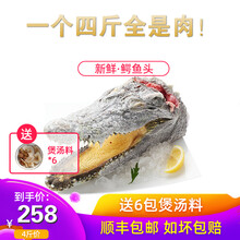 愚港新鲜鳄头肉4斤 网红生鲜水产 鳄鱼鲜活美食 新鲜速冻发货 新鲜鳄鱼头肉 3斤-3.5斤