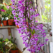 吊养石斛 天宫石斛 喇叭唇 紫菀 晶帽 肿节 束花 大苞鞘 串珠 石斛兰 花卉绿植盆栽盆景吊兰花绿植 喇叭唇石斛 7-10苗