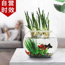 【自营时效】易萌 金鱼缸 鱼缸小型桌面 圆形玻璃 水培花瓶 造景 小型热带鱼缸 乌龟缸 中号20cm(植物篮+彩石)